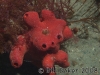 sponge