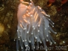 anemone
