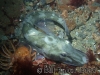 ice fish