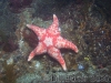 sea star