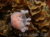 stauromedusa