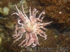 sun star