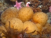 tunicate
