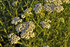 Medicinal Plants of the Great Plains