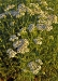 Achillea millefolium