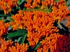 Asclepias tuberosa