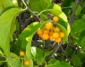 Celastrus scandens