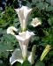 Datura wrightii