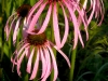 Echinacea pallida