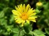 Grindelia squarrosa