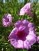 Ipomoea leptophylla