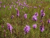 Liatris punctata