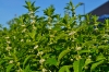 Mentha arvensis