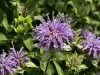 Monarda fistulosa