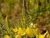 Oenothera rhombipetala