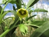 Physalis longifolia