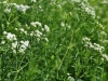 Pycnanthemum tenuifolium