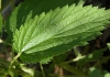 Urtica dioica