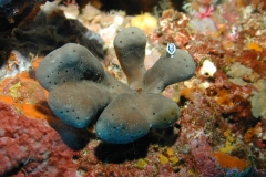 Member submitted images