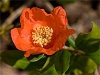 gfp_aspplantpic04