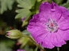 gfp_aspplantpic07