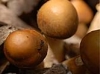 gfp_aspplantpic08