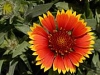 gfp_aspplantpic09
