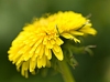 gfp_aspplantpic10
