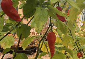 Ghost Peppers Hicks Lab
